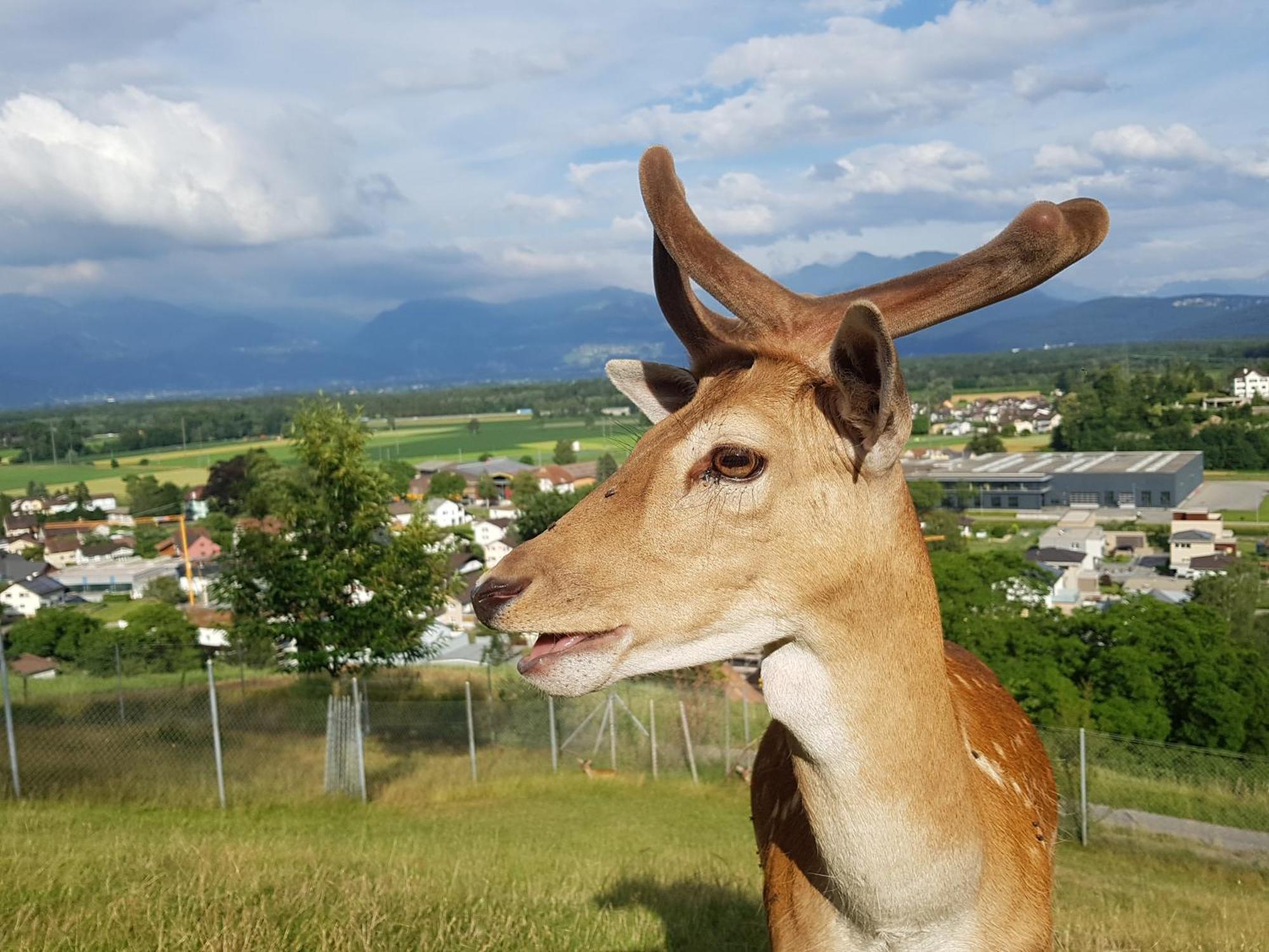 Appartamento Filipponi'S Traeumli Ruthi Esterno foto